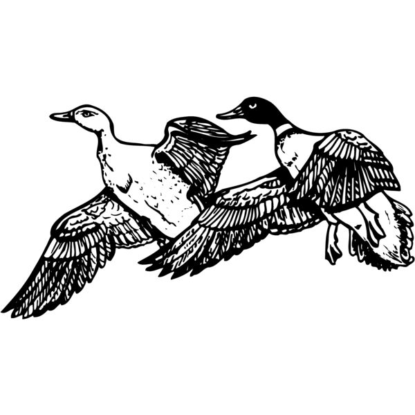 BIRD080 Thumbnail