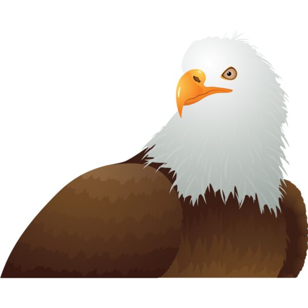 USA America Bald Eagle 4 Thumbnail